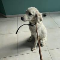 NALA, chienne à adopter