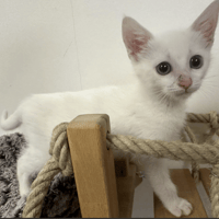BABETTE, chatte à adopter