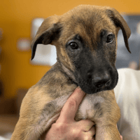 Sparco, chien à adopter