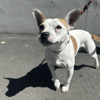 HANDY, chienne à adopter