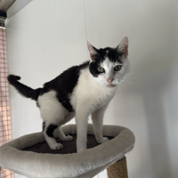 MINETTE, chatte à adopter