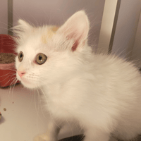 OUPPI, chat à adopter