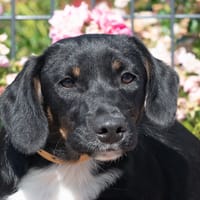 Idylle, chienne à adopter