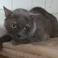 CENDRE, chat à adopter