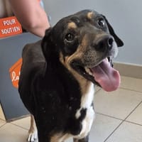 Pépito, chien à adopter