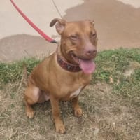 BIJOU PAA24275, chienne à adopter