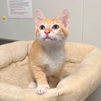 RAMSES, chat à adopter