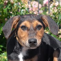 Keira, chienne à adopter