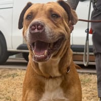 VAYANT, chien à adopter