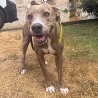 VAÏNE, chienne à adopter