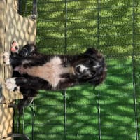 BAILEYS, chien à adopter