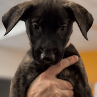 licorne, chienne à adopter