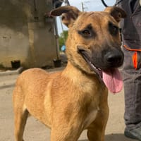 ROLEX, chien à adopter