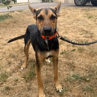 BUDDY, chien à adopter