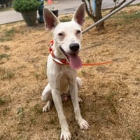 ROCCO, chien à adopter