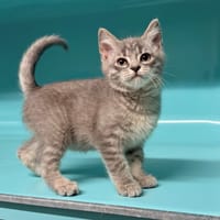 AUBRAC, chat à adopter