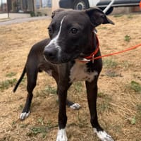 CHICO, chien à adopter