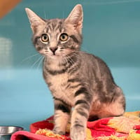 CLAQUETTE, chat à adopter