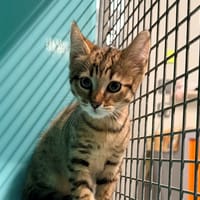 ANGUS, chat à adopter