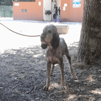 Nuts, chien à adopter