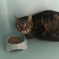 MINETTE  (Tigré), chatte à adopter