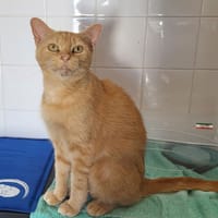 sativa, chatte à adopter