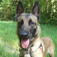 ARKOS, chien à adopter