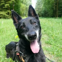 SAKURA, chienne à adopter