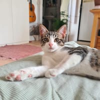 Jupiter, chat à adopter