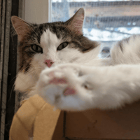 STOCKHOLM A17414, chat à adopter