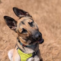 RAINBOW, chien à adopter
