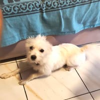 Lili Puce, la boule d'énergie, chienne à adopter