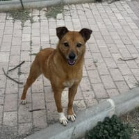 Chica, perra en adopción