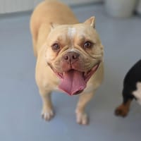 TOSCA (Maria), chienne à adopter