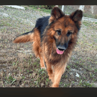SULTAN (LOS REYES), chien à adopter