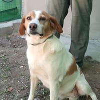 CATA, chienne à adopter
