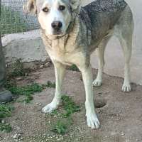 DUA, chienne à adopter