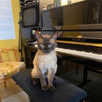 Osiris, chat à adopter