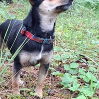 Misia, suczka do adopcji
