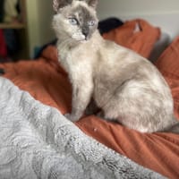 Kali, chatte à adopter