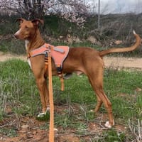 COCO, chien à adopter