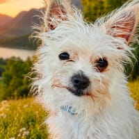 Molly, la jolie, chienne à adopter