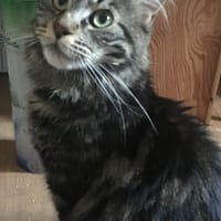 Cayenne, chatte à adopter