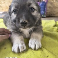 Kenzo, chien à adopter