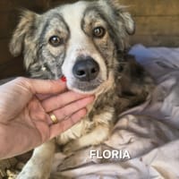 Floria, chienne à adopter