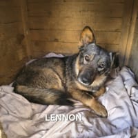 Lennon, chien à adopter