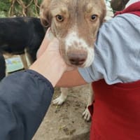 Tosca, chienne à adopter