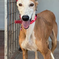 CARETA, chienne à adopter