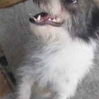 Tulfut, chien à adopter