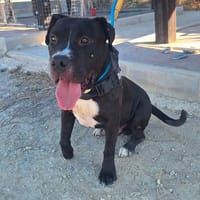 SOMBRA (Maria), chien à adopter